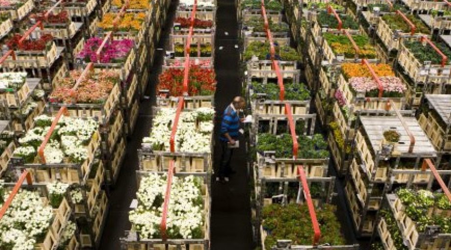 Bloemen nederland rusland middelgroot