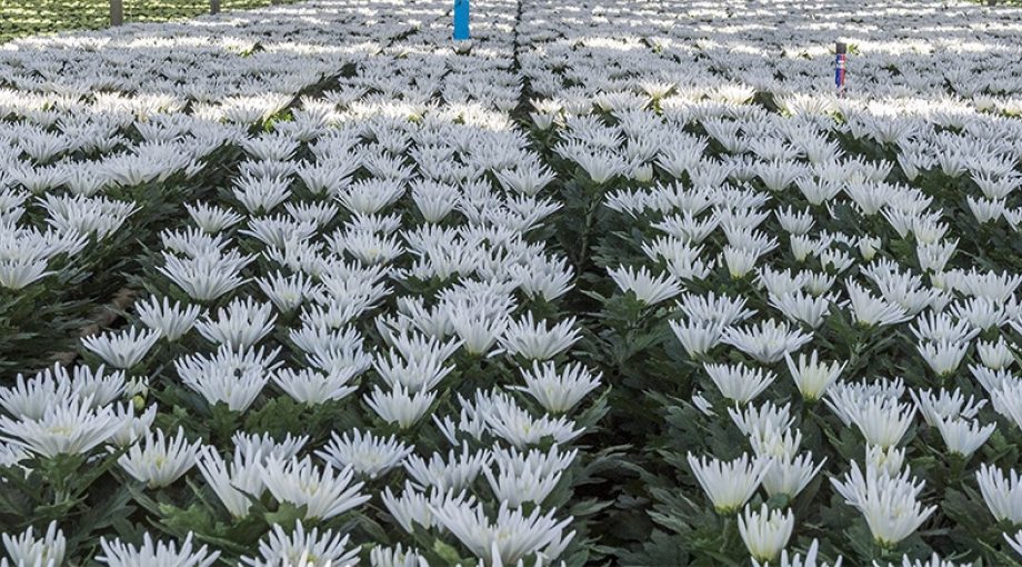 Bloemen 1065 2