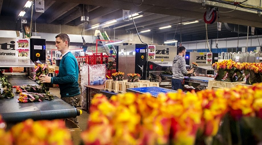 Bloemen export