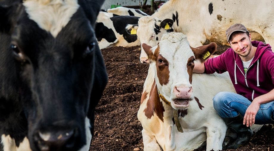 Boer arjen koeien melk