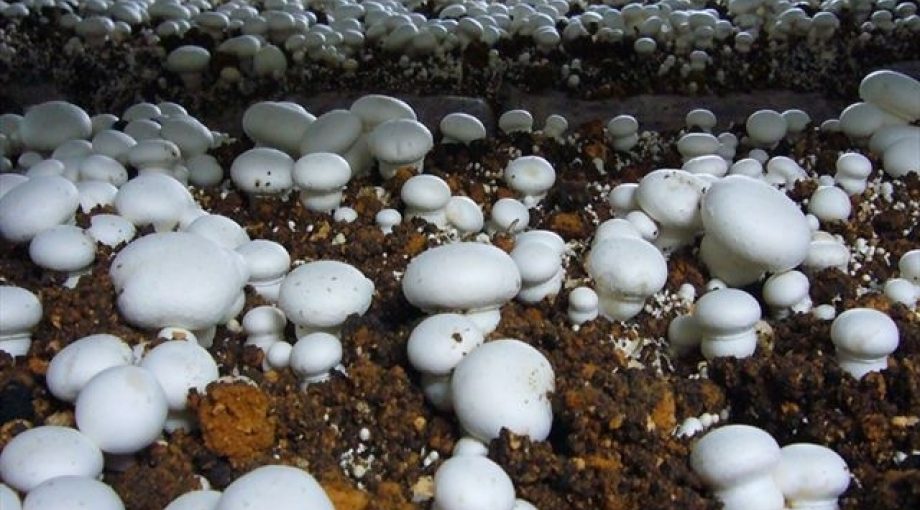 Champignonteler champignons groot