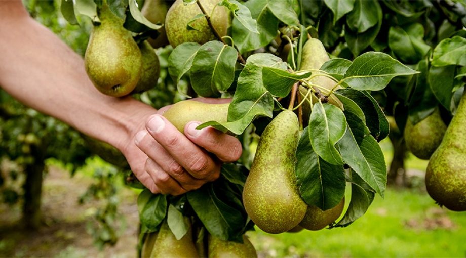 Conference peren fruitteelt boomgaard kerk avezaath
