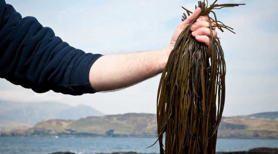 Crowdfundoogst zeewier tagliatelle groot
