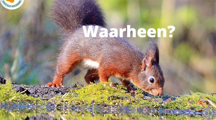 Dierenhulp stichtingen menodi hulp aan dieren fraude witwassen 1