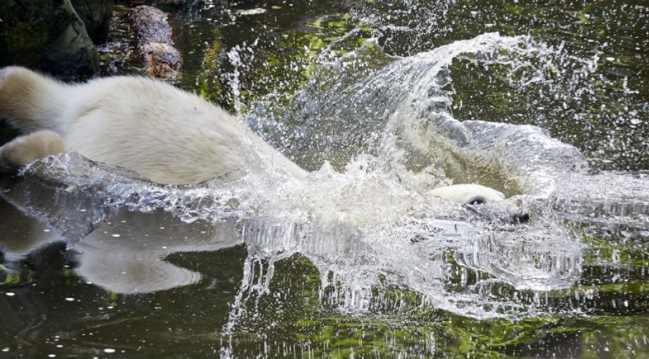 Dierenpark Emmen Wildlands Adventure zoo bezoekers miljoen