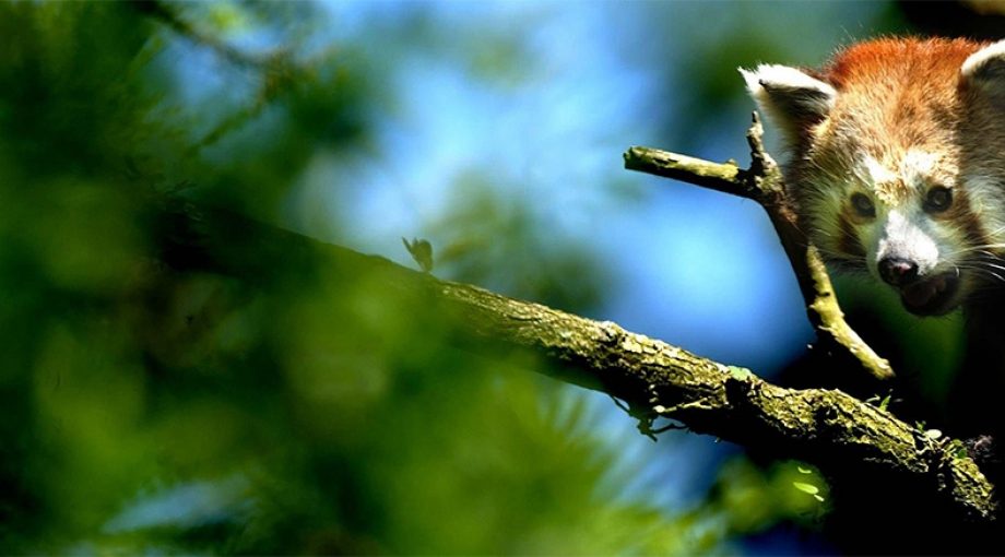 Dierenpark wissel failliet