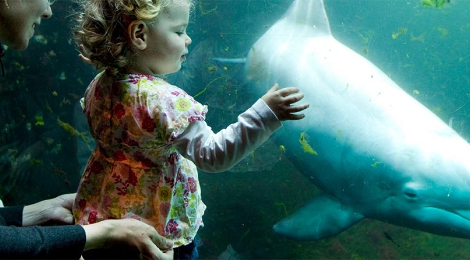 Dolfinarium 2