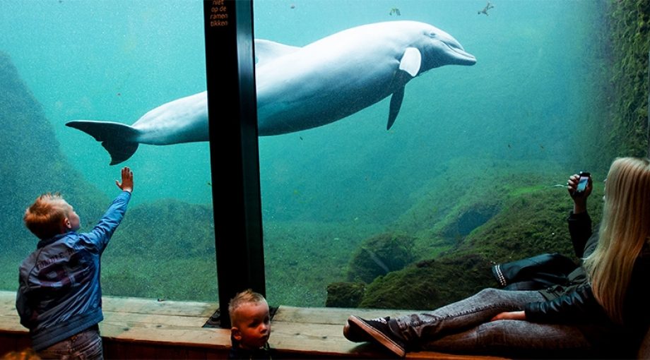 Dolfinarium harderwijk dolfijnen afscheid