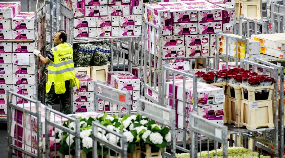 Export bloemen nederland bedrijven