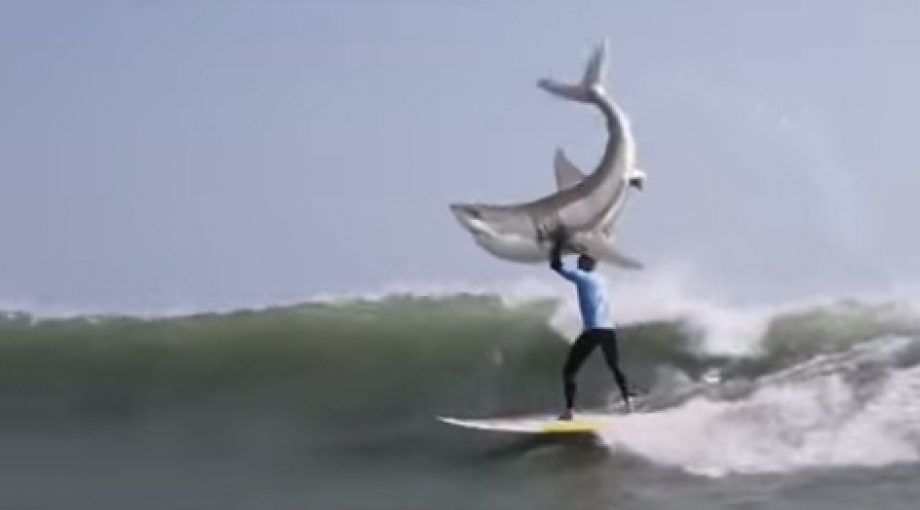 Fanning kentucky fried shark haai middelgroot