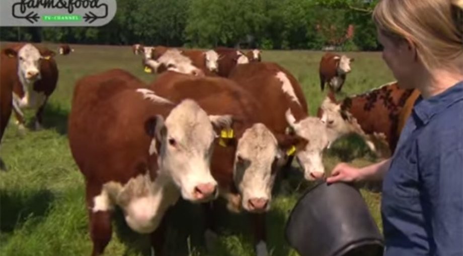 Farm food tv programma middelgroot