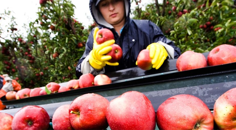Fruitboerenlimburg1065
