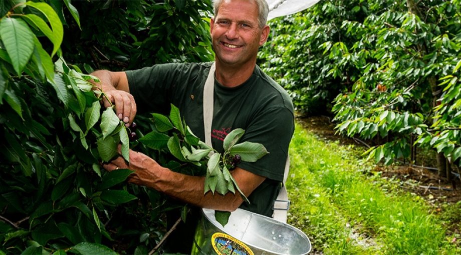 Fruitteler arien smorenburg kersenboomgaard regen wateroverlast kersen