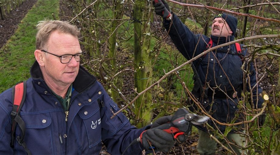 Fruitteler marknesse cees masteling