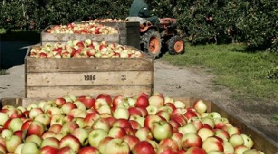 Fruittelers appels 335