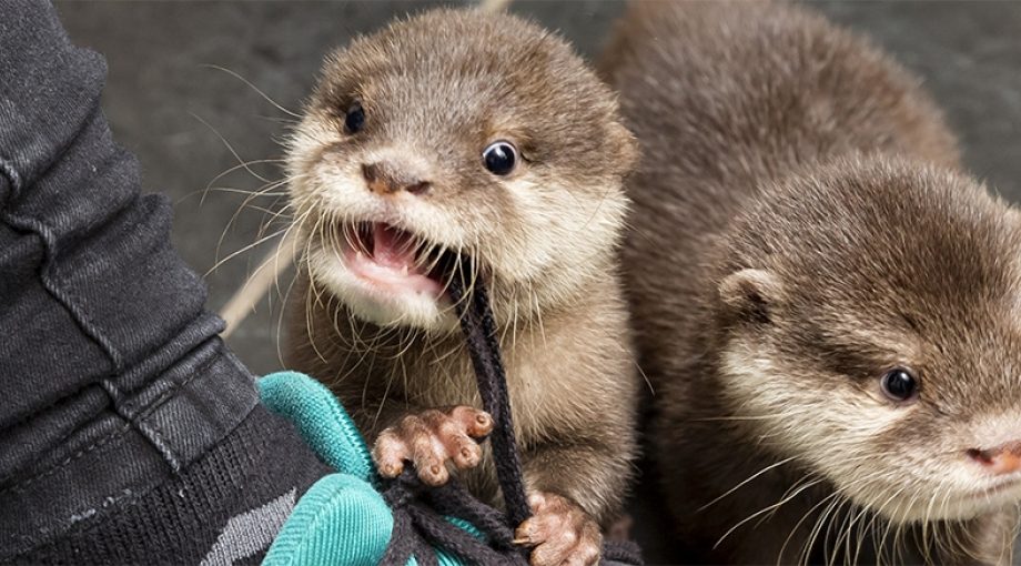 Gekopdierenbestzoo1065