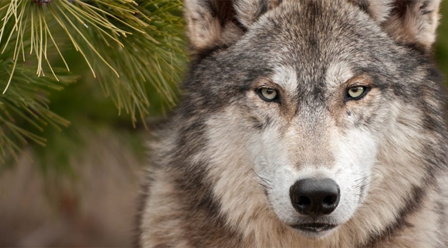 Geldwolf wolf wolven