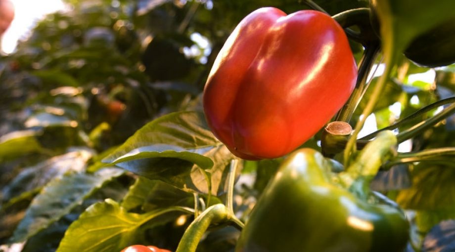 Glastuinbouw ens paprika tomaat overname Hartman Sexbierum