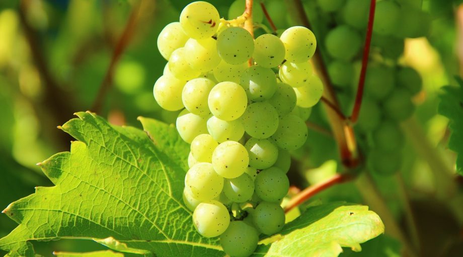 Grapes 276070 1920
