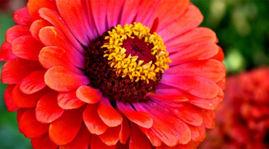 Heelalbloem1065