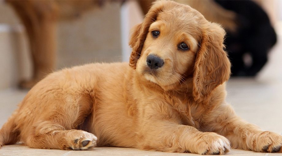 Hond dierendag