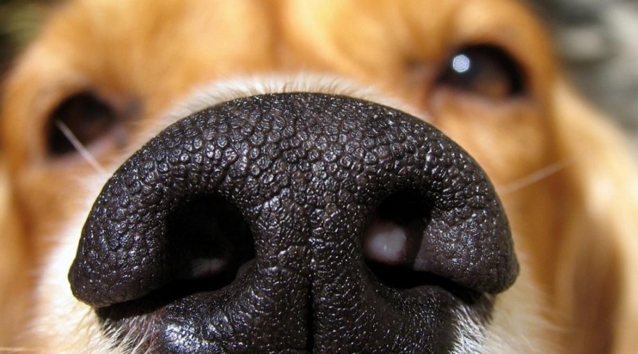 Hond ruiken