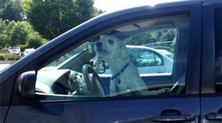 Honden snikhete auto 335