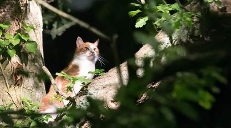 Image 4930457