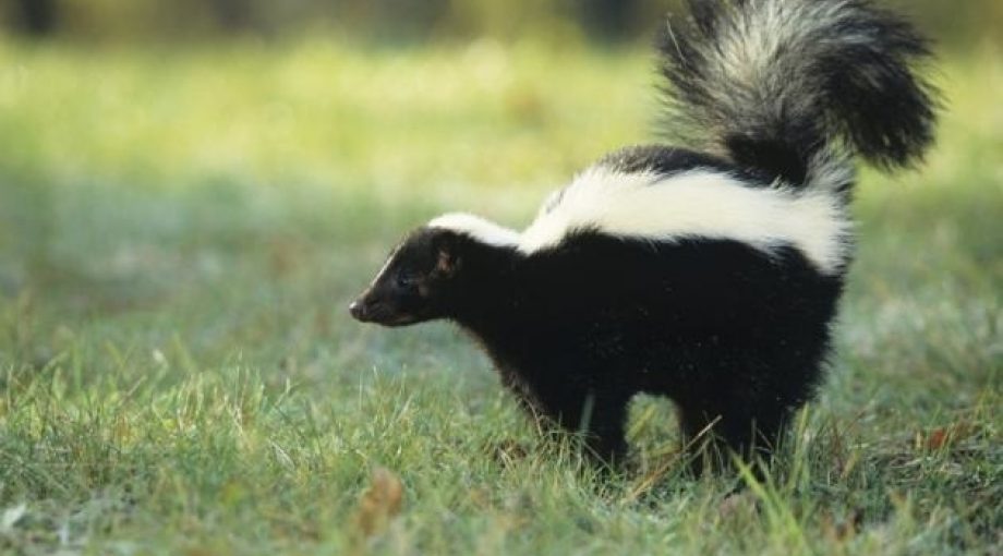 Image 4943187
