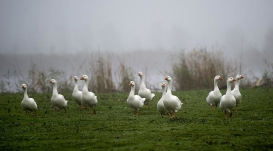 Image 4971191