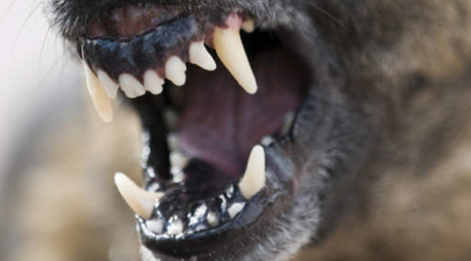 Image 4983245