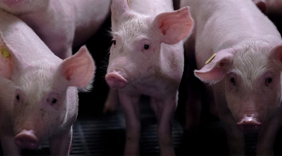 Intensieve veeteelt varkenhouder varkens