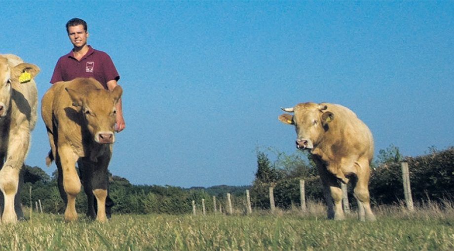 Jonge boer koeien heumen nijmegen