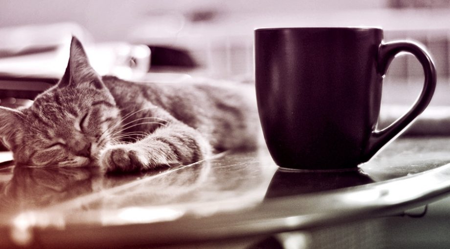 Katten cafe groot