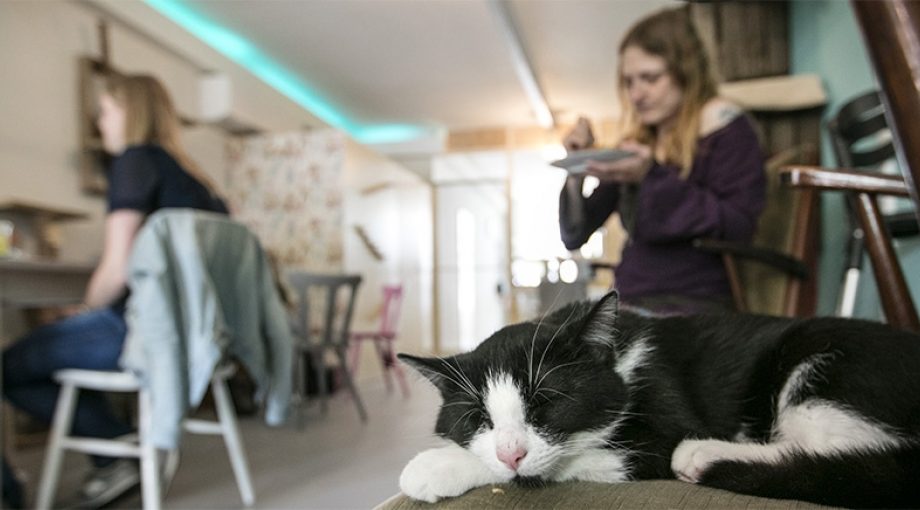 Kattencafe 1065