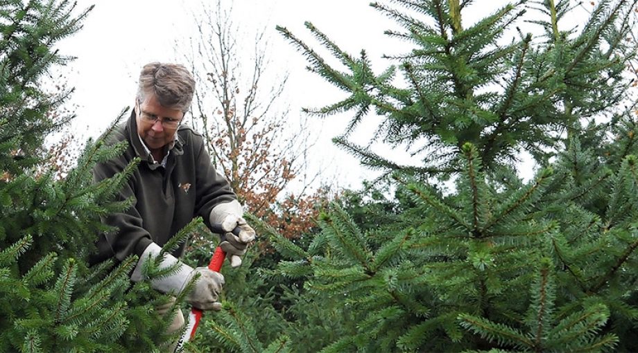 Kerstbomen 1