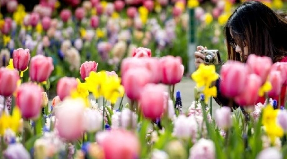 Keukenhof tulpen narcissen middelgroot