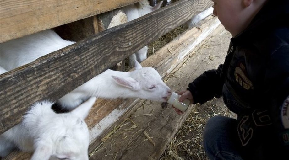 Kinderboerderij anp