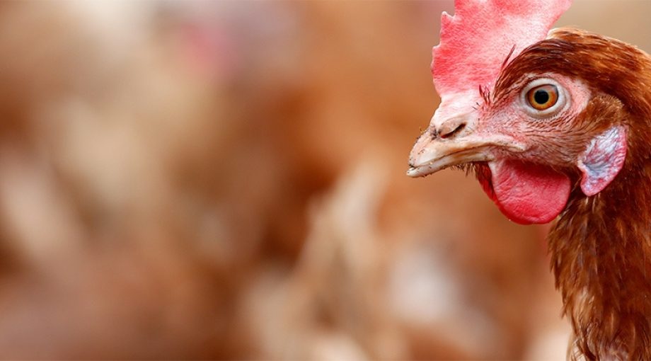 Kip stal legkip dierenbescherming transport anp