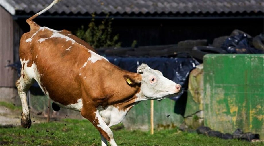 Koe buiten wakker dier 335