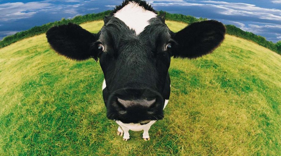 Koe melk gras weiland groot