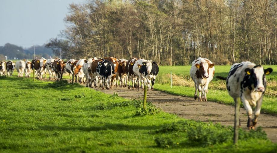 Koe melk productie vee Friesland Campigna