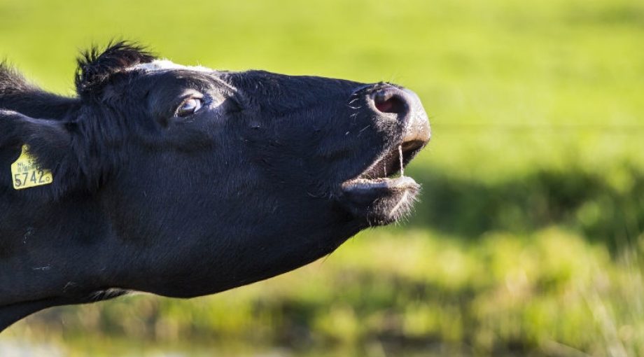 Koe mest moeras verdrinken melk Gelderland