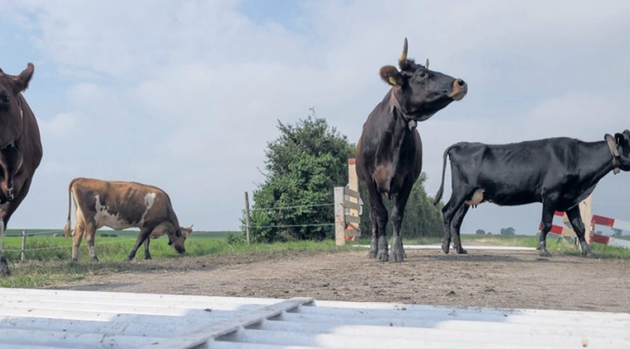 Koeien wildrooster oversteken dirk jan gjeltema