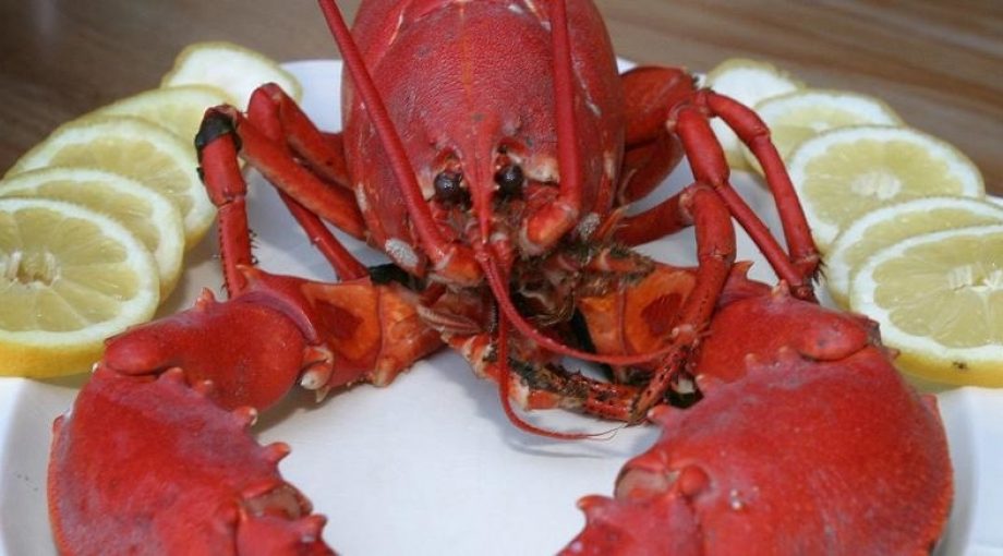 Kreeft bos lobster