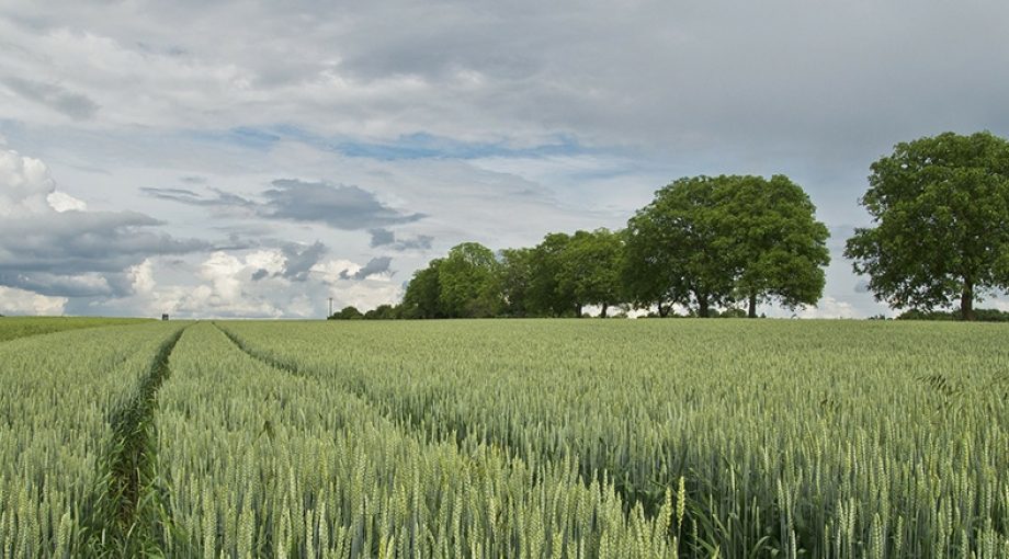 Landbouw stockpixabay1065