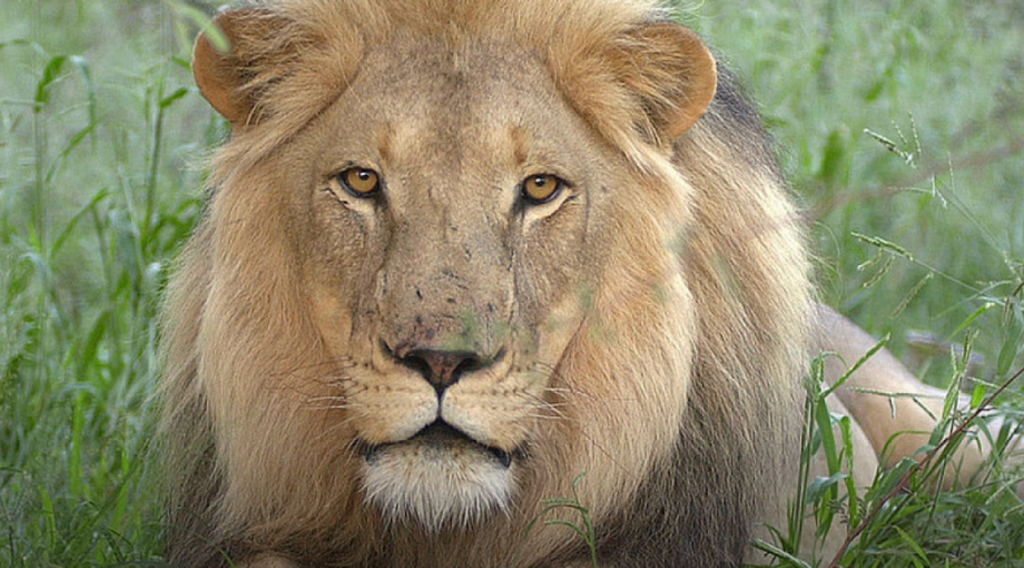 Leeuw wildlands verhuizing emmen dierenpark 1065