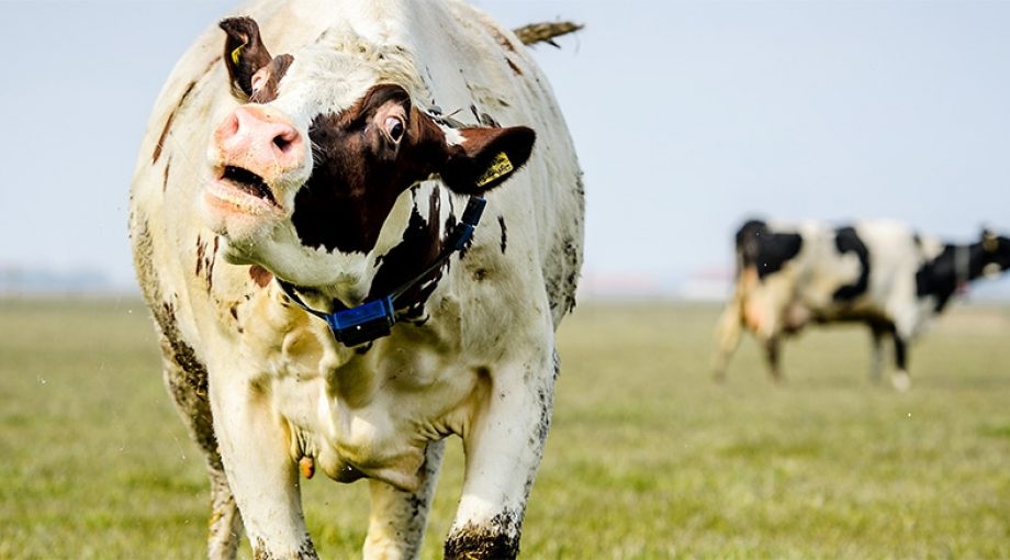 Lente groene hart ondernemers
