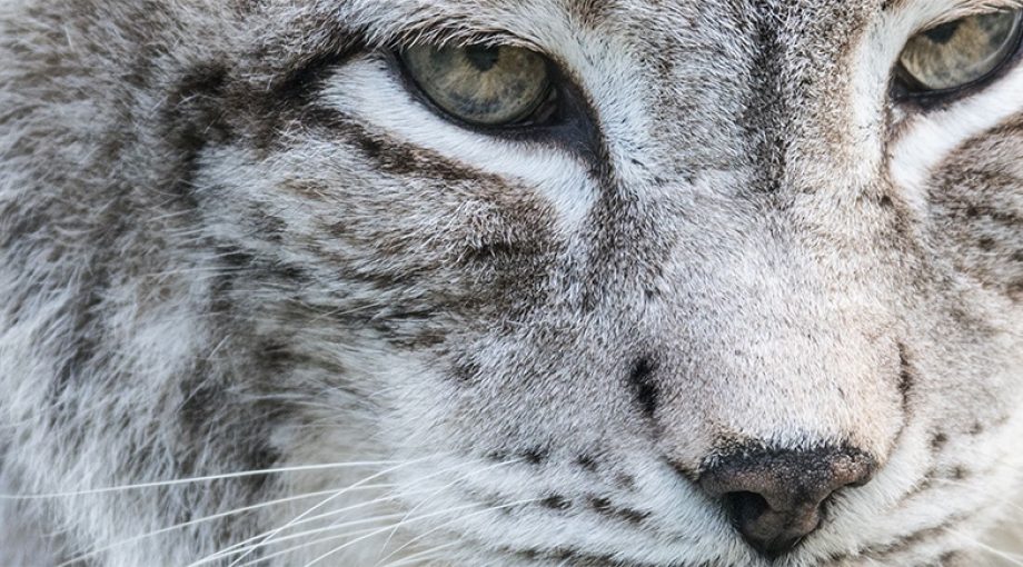 Lynx drenthe boeren schade vergoeding