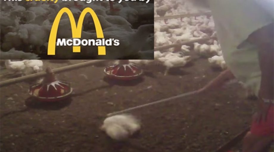 Mc nuggets mc donalds video beelden kippen schokkend 335